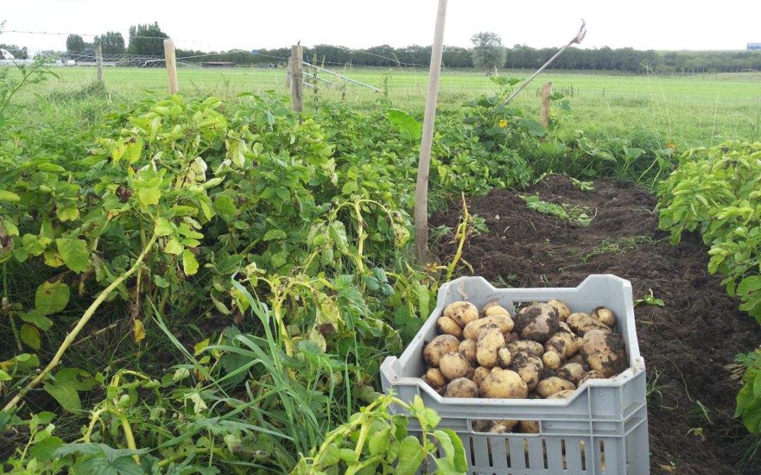 De aardappel oogst